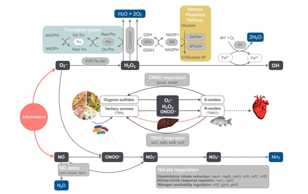 Summary of enzymes and metabolic processes